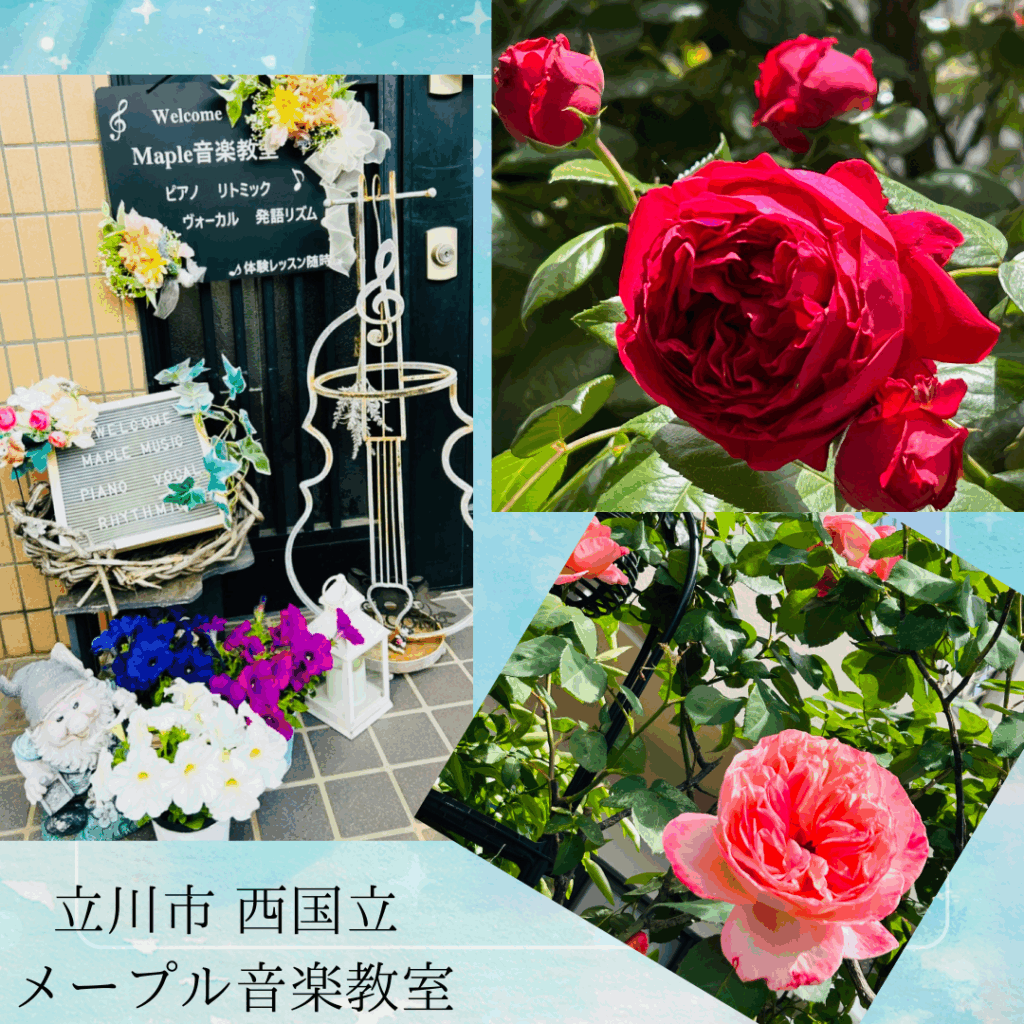 立川市 西国立 ピアノ・リトミック・ボーカル メープル音楽教室 庭の薔薇が咲き始め‥生徒さんをお出迎えしているようです。